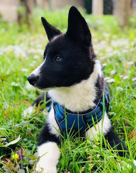 Sven, Chien d'ours de Carélie, 6 mois à donner dans le Haut Rhin