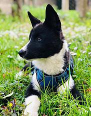 Sven, Chien d'ours de Carélie, 6 mois à donner dans le Haut Rhin