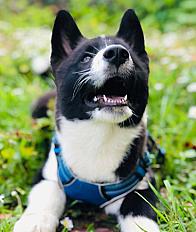 Sven, Chien d'ours de Carélie, 6 mois à donner dans le Haut Rhin - Photo 2