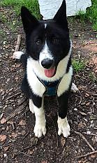 Sven, Chien d'ours de Carélie, 6 mois à donner dans le Haut Rhin - Photo 3