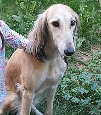 Jolie Saluki cherche une famille dans le Haut Rhin