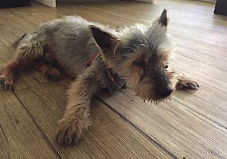 Babou vieux chien affectueux silky terrier dans les Bouches du Rhône