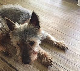Babou vieux chien affectueux silky terrier dans les Bouches du Rhône - Photo 2