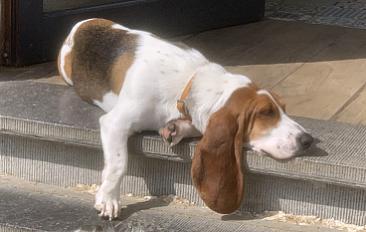 Donne Tayina Basset artesien normand femelle 1 an et 4 mois à Lasne en Belgique
