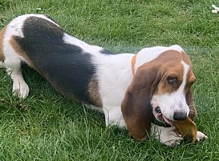 Donne Tayina Basset artesien normand femelle 1 an et 4 mois à Lasne en Belgique - Photo 2