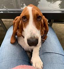 Donne Tayina Basset artesien normand femelle 1 an et 4 mois à Lasne en Belgique - Photo 3