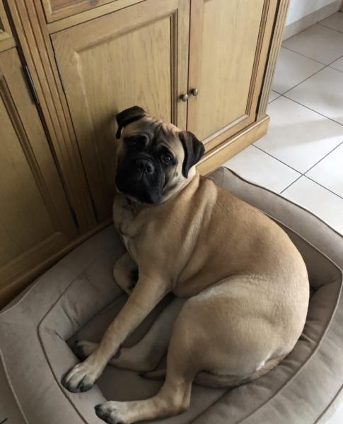 Bullmastiff a donner dans le Val d'Oise