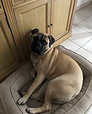 Bullmastiff a donner dans le Val d'Oise