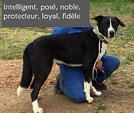 Donne un formidable compagnon mâtin espagnol - Seine et Marne