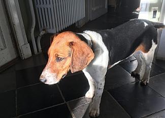 A donner gentil chien Tosa 16 mois - Belgique