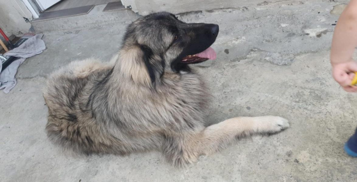 Donne Berger yougoslave très amitieux - Gilly en Belgique