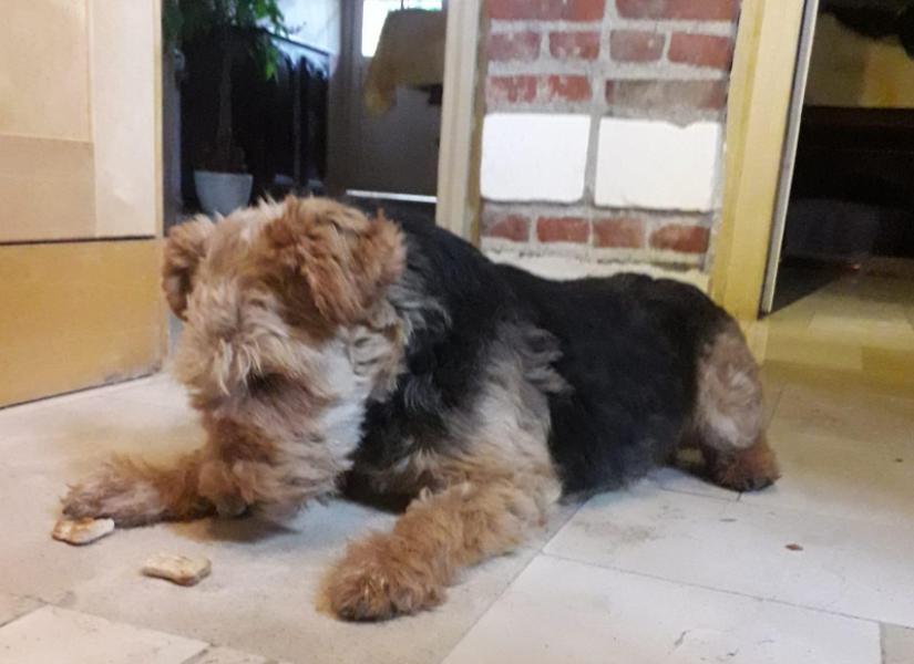 Donne femelle Welsh Terrier 7 ans - Somme