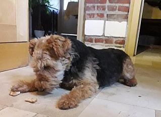 Donne femelle Welsh Terrier 7 ans - Somme