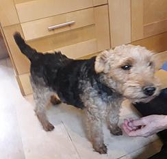 Donne femelle Welsh Terrier 7 ans - Somme - Photo 2
