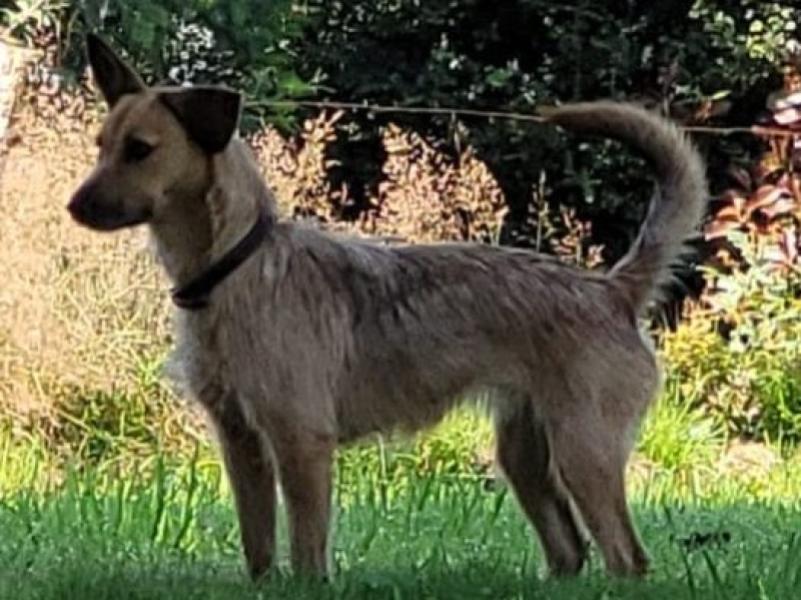 Donne gentille chienne type terrier 2 ans - Morbihan