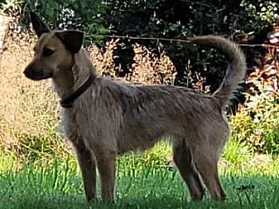 Donne gentille chienne type terrier 2 ans - Morbihan