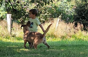 Donne gentille chienne type terrier 2 ans - Morbihan - Photo 2