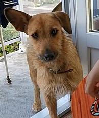 Donne gentille chienne type terrier 2 ans - Morbihan - Photo 3