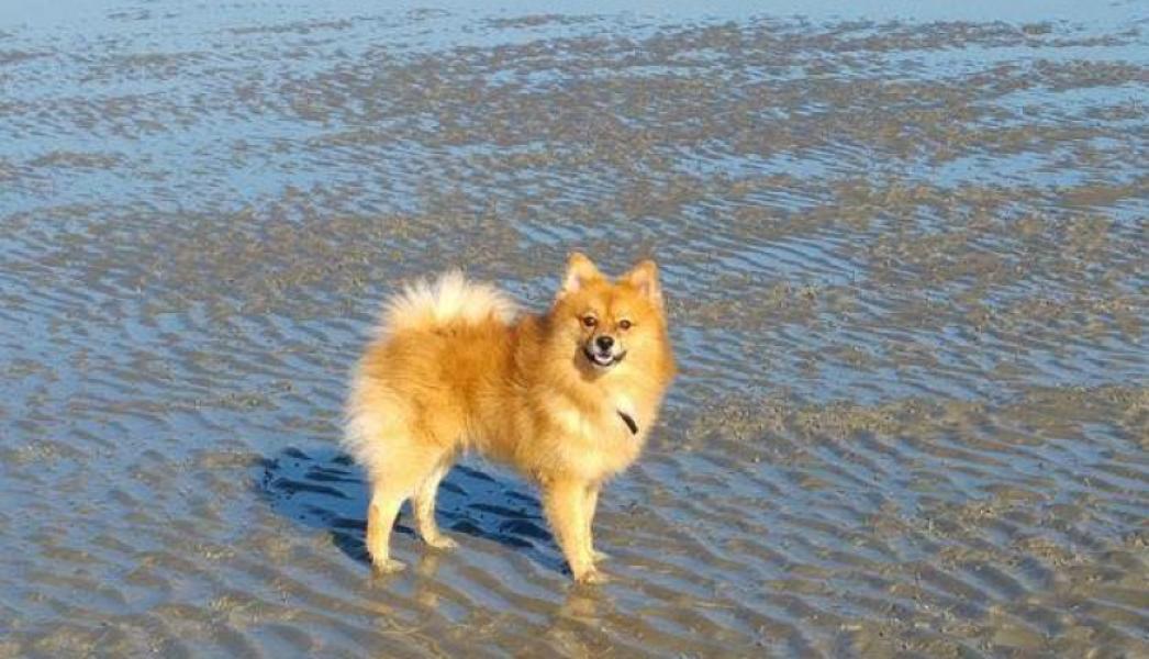 Don spitz finlandais 7 ans, parfaite santé contre bon soin - Nord