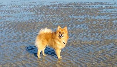 Don spitz finlandais 7 ans, parfaite santé contre bon soin - Nord