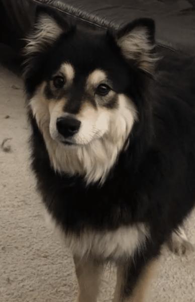 Donne femelle chien finnois de Laponie 4 ans très gentille - Yvelines