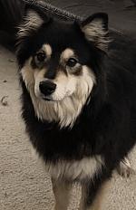 Donne femelle chien finnois de Laponie 4 ans très gentille - Yvelines