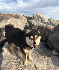 Donne femelle chien finnois de Laponie 4 ans très gentille - Yvelines - Photo 2