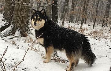 Donne femelle chien finnois de Laponie 4 ans très gentille - Yvelines - Photo 3