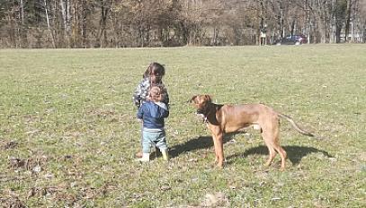 Jeune lévrier hongrois 1 an - Isère