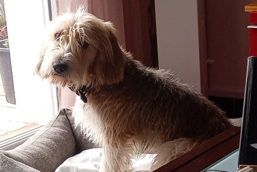 Donne petit Basset Griffon vendéen 18 mois - Loire Atlantique