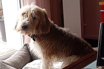 Donne petit Basset Griffon vendéen 18 mois - Loire Atlantique