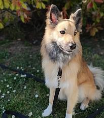 Donne Berger d'Islande 2 ans - Cher