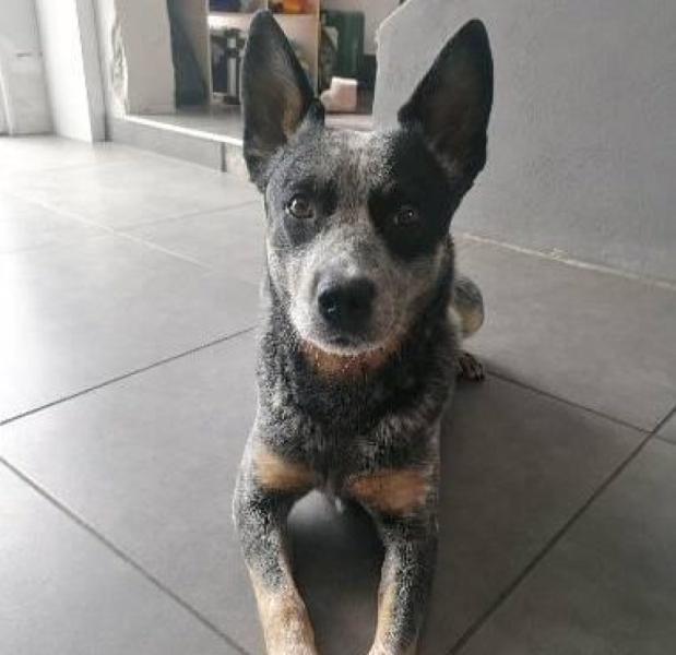 Donne bouvier australien 3 ans - Ain