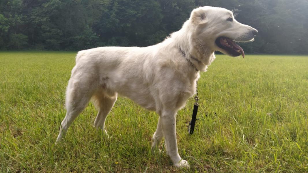 Donnons chien berger d'Asie centrale (alabai) - Doubs