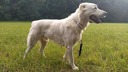 Donnons chien berger d'Asie centrale (alabai) - Doubs