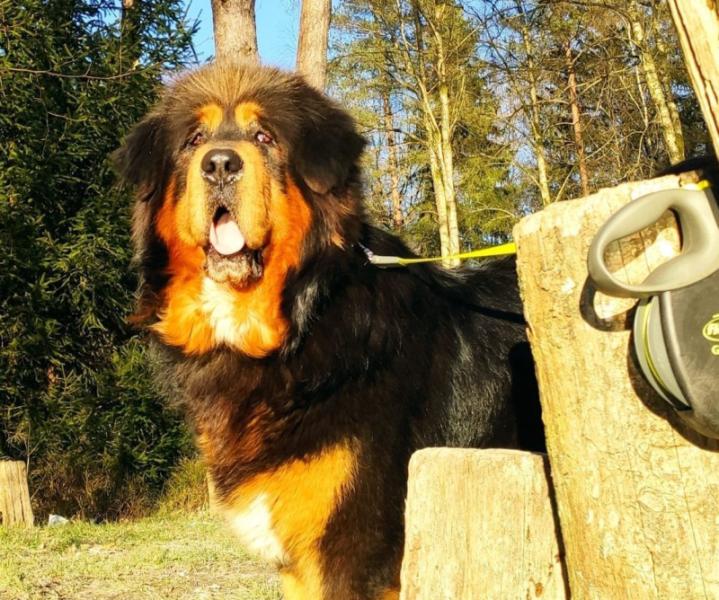 Donne Luffy, dogue du Tibet 7 ans - Lesterny Belgique