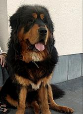 Donne Luffy, dogue du Tibet 7 ans - Lesterny Belgique - Photo 2