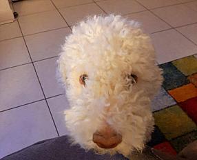/Donne Lagotto Romagnolo 2 ans - Haute Savoie/