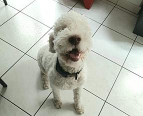 /Donne Lagotto Romagnolo 2 ans - Haute Savoie/ - Photo 2