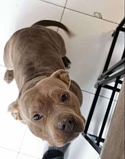 Donne American Bully 5 ans  - Hauts de seine