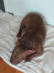 Donne American Bully 5 ans  - Hauts de seine - Photo 2