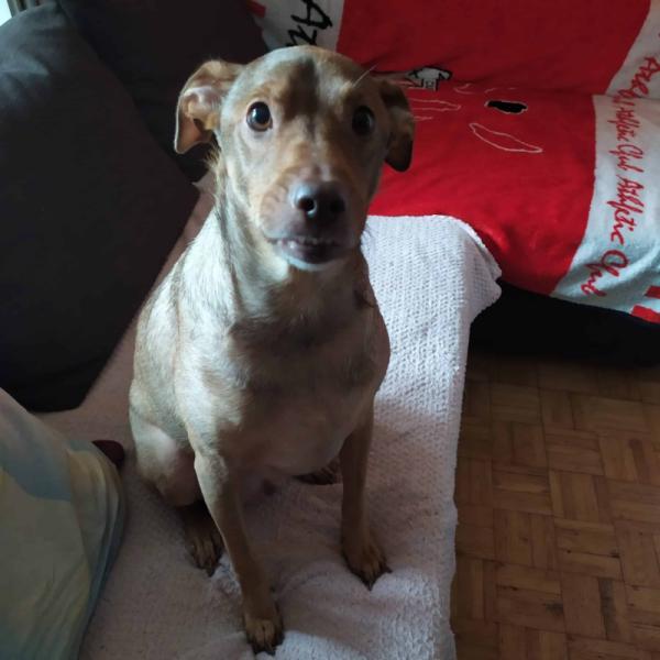 Donne Berger Créole 3 ans - Paris