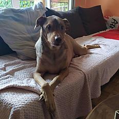 Donne Berger Créole 3 ans - Paris - Photo 2