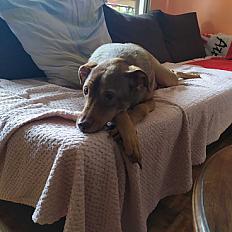 Donne Berger Créole 3 ans - Paris - Photo 3