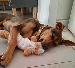 Donne berger créole de 11 mois - Loire Atlantique