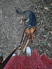 Donne berger créole de 11 mois - Loire Atlantique - Photo 2