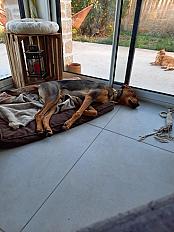 Donne berger créole de 11 mois - Loire Atlantique - Photo 3