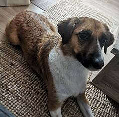 Donne chien croisé plein d'énergie - Moselle