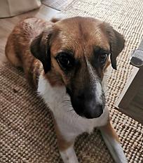 Donne chien croisé plein d'énergie - Moselle - Photo 2