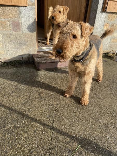 Donne chien mâle Airedale Terrier 6 ans - Manche